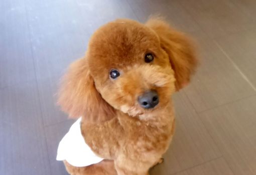 里親募集中 トイプードルの男の子 栃木県宇都宮市のトリミングサロン Sweet Dog S