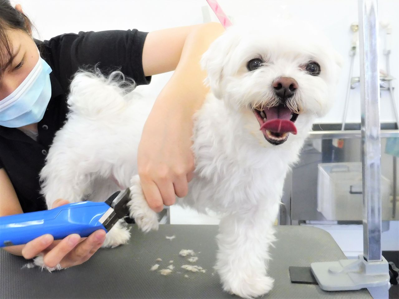 みるくくん | 栃木県宇都宮市のトリミングサロン Sweet Dog's