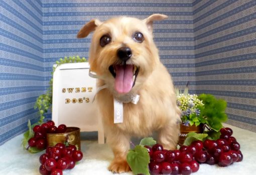 ノーフォークテリア アーカイブ 栃木県宇都宮市のトリミングサロン Sweet Dog S